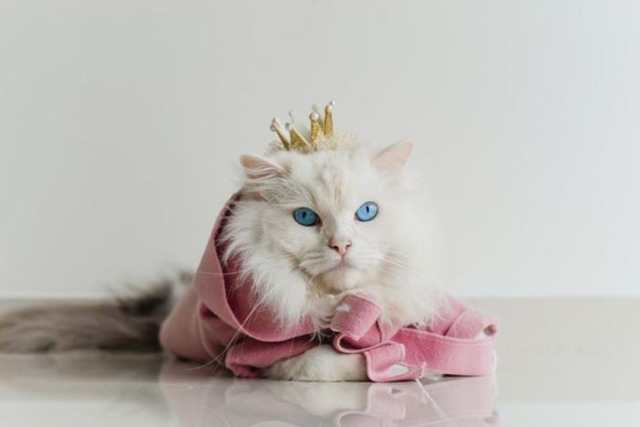 130+ Cat Names that Mean Cat!