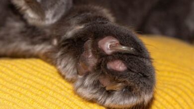 What to Do if Your Cat Has an Ingrown Nail - Cats.com