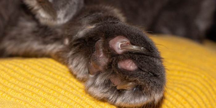 What to Do if Your Cat Has an Ingrown Nail - Cats.com