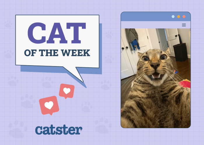 Can Cats Have Down Syndrome? - CatTime
