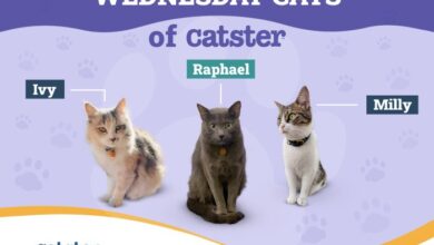 Miralax dosage for cats