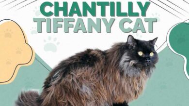 Chantilly Tiffany Cat Price at Janice Hogan blog