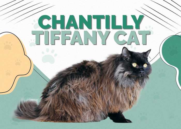 Chantilly Tiffany Cat Price at Janice Hogan blog