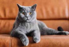Chartreux Cat-Majestic, Gentle, and Intelligent Companions – The Pet Pros