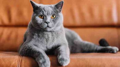 Chartreux Cat-Majestic, Gentle, and Intelligent Companions – The Pet Pros