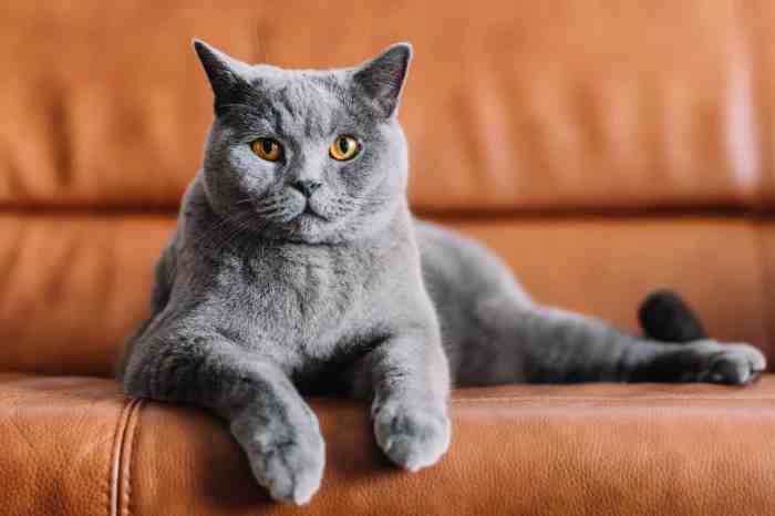 Chartreux Cat-Majestic, Gentle, and Intelligent Companions – The Pet Pros