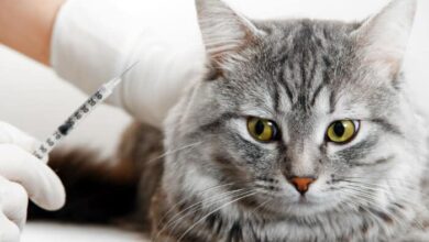 What is Depo-Medrol for Cats?