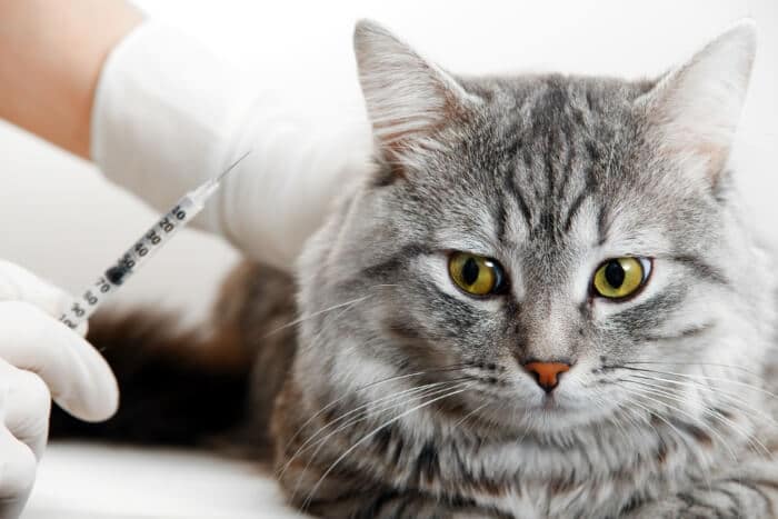 What is Depo-Medrol for Cats?