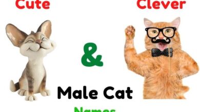 Best 200+ Names for Male Cats
