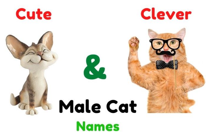 Best 200+ Names for Male Cats