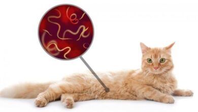 10 Common Types of Worms in Cats (With Pictures)