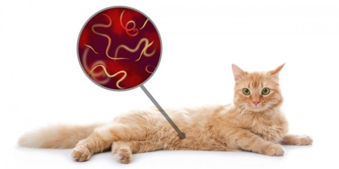 10 Common Types of Worms in Cats (With Pictures)