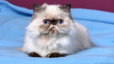 11 Flat Faced Cat Breeds That Are Totally Eye-Popping