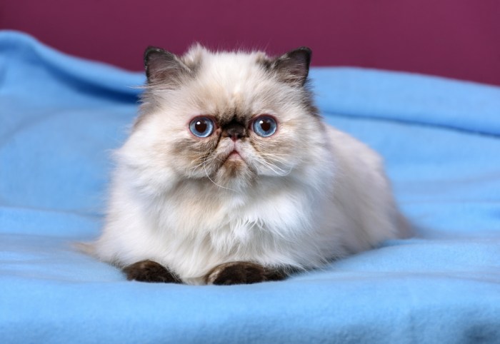 11 Flat Faced Cat Breeds That Are Totally Eye-Popping