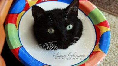 6 DIY Cat Cone Collars You Can Make at Home (with Pictures) | The Vet Desk