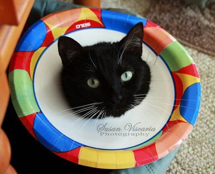 6 DIY Cat Cone Collars You Can Make at Home (with Pictures) | The Vet Desk