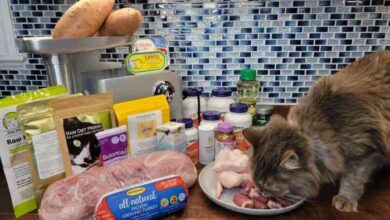 Cat Food Expiration Dates: Tips for Food Safety and Storage — Cats.com