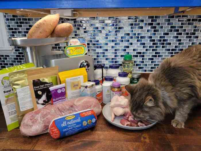 Cat Food Expiration Dates: Tips for Food Safety and Storage — Cats.com