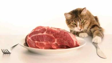Can Cats Eat Lamb? | Pet Consider