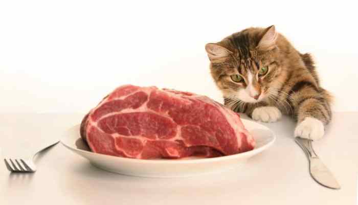 Can Cats Eat Lamb? | Pet Consider