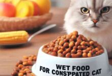 BEST WET FOOD FOR CONSTIPATED CAT - Breeds of Cat