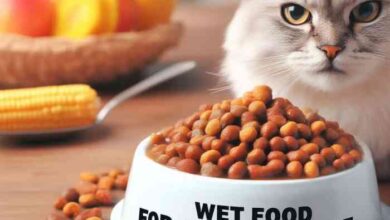BEST WET FOOD FOR CONSTIPATED CAT - Breeds of Cat