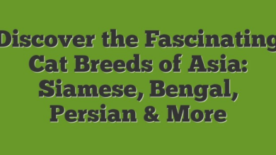 Discover The Fascinating Cat Breeds Of Asia: Siamese, Bengal, Persian ...