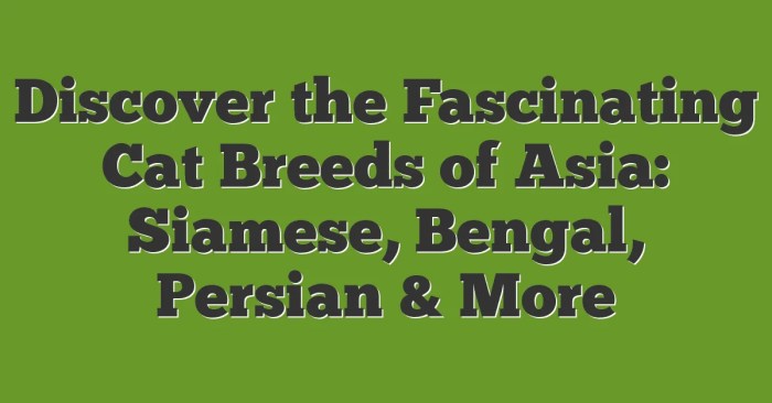 Discover The Fascinating Cat Breeds Of Asia: Siamese, Bengal, Persian ...