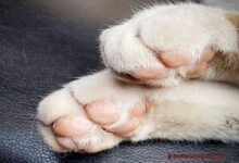 Do Cats Lose Their Claws? - 21Cats.org