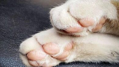 Do Cats Lose Their Claws? - 21Cats.org