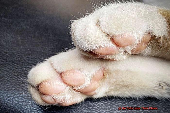 Do Cats Lose Their Claws? - 21Cats.org