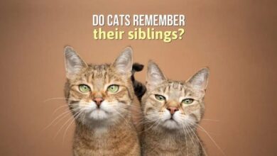 Do Cats Remember Their Siblings And Do They Miss Them?