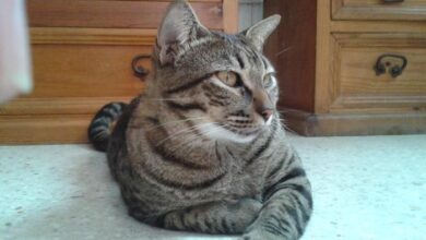 Cat breeds dragon li