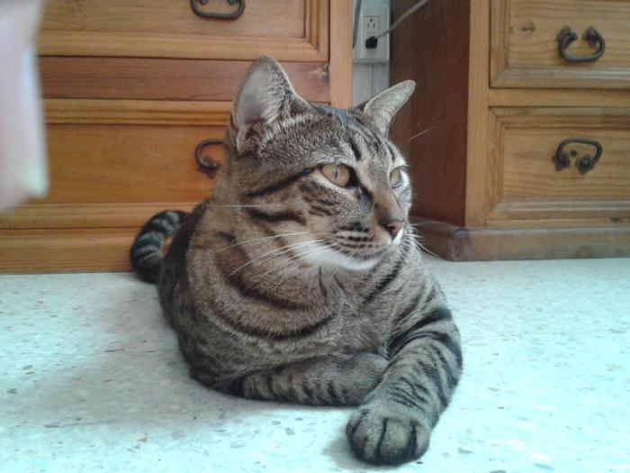 Cat breeds dragon li