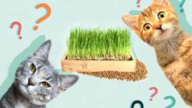 Buy Certified Organic Wheatgrass Seeds for Cats – everythinggreen.sg