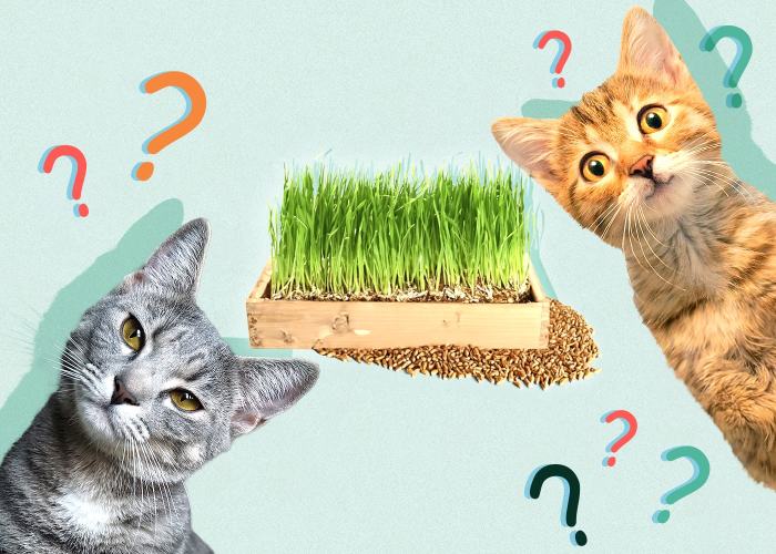 Buy Certified Organic Wheatgrass Seeds for Cats – everythinggreen.sg