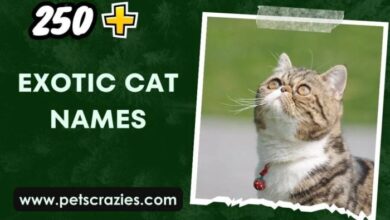 250+ Exotic Cat Names (Uncommon Choices)