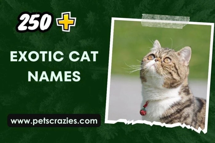 250+ Exotic Cat Names (Uncommon Choices)