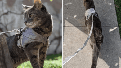 11 Best Cat Harnesses That Keep Your Kitty Comfortable