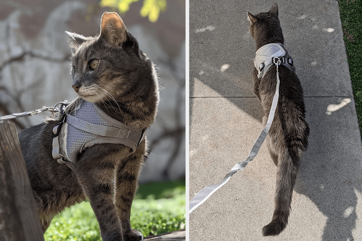 11 Best Cat Harnesses That Keep Your Kitty Comfortable