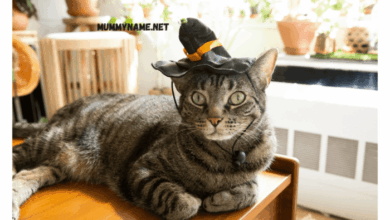 260+ The Best Spooky Cat Names, You'll Love It - Mummy Name