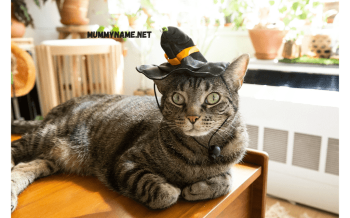 260+ The Best Spooky Cat Names, You'll Love It - Mummy Name