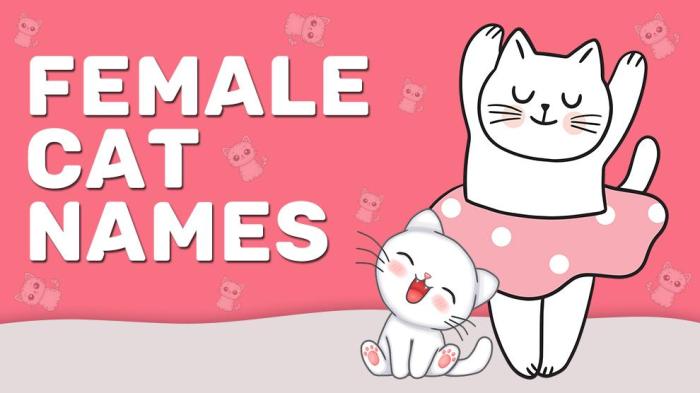 140+ Unusual Female Cat Names for Unique Kitties - Whiskers Magoo
