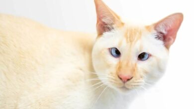 Siamese red point