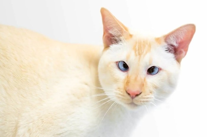 Siamese red point