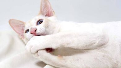 Red point siamese