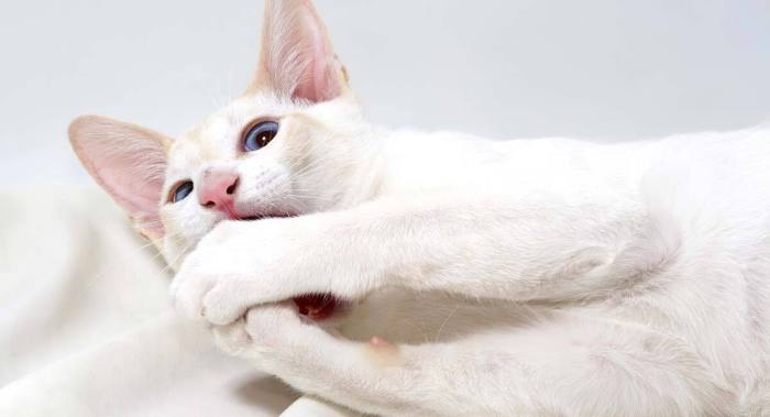 Red point siamese