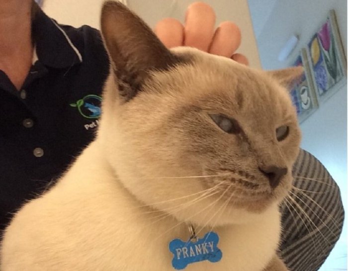 10 Unmistakable Signs Your Cat Has Imprinted On You - Cats.com
