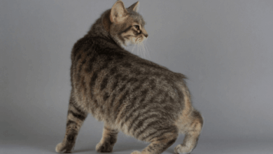 Names for Cats with No Tail