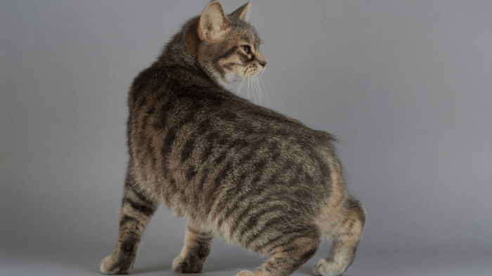 Names for Cats with No Tail